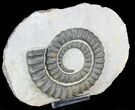 Anetoceras Ammonoid From Morocco #23061-2